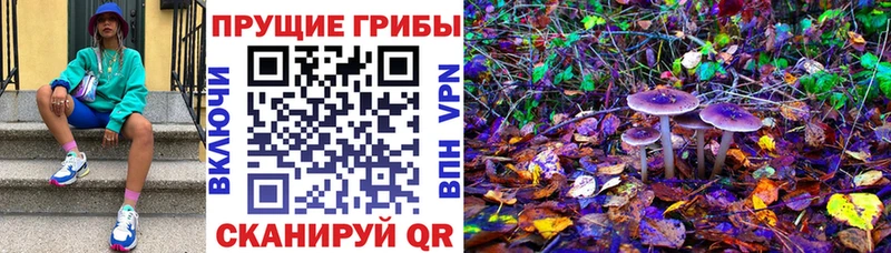 где можно купить наркотик  Волжский  Галлюциногенные грибы Cubensis 
